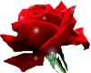 Shimmering Red Rose