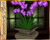 I~Garden Orchid Plant*Pl