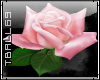 pink rose II sticker