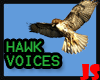 Hawk bird Voices