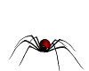 animated blk  spider