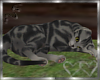 Todd * Grey Striped Cat