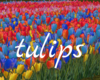 *Tulips