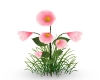Pink Flower plant
