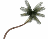 Palm tree curve