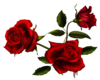 Small Red Roses