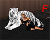 F - cuddly Tiger