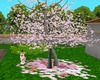 Cherry Blossom Tree