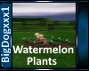 [BD]WatermelonPlants