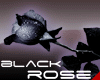 IvR: Black Rose II