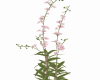 Flowers 4