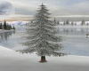 Winter Spruce Tree