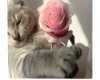 Good boy : Rose