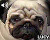 ~LC~ Pug Pet