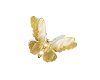 Lily's Golden Butterfly.