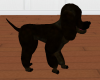 AC*Black puppy love