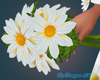 Spring Daisy in Hand