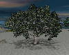 Kolas3 Island Tree