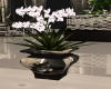 UC Orchid Plant