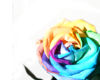 Large Rainbow Rose Rug