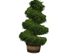 Spiral Tree Topiary