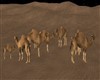 GROUP of CAMELS