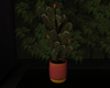 (X) MX Cactus Pot