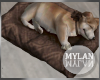 ~M~ | Dog on Bed 10