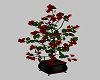 Rose Red Plant 2