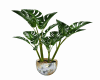 Sweet Home Plant 2