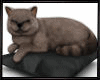 SC^Cat/Pillow/Radio3