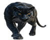 Black Panter