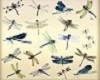 dragonflies wall design