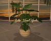 Tropic Sunset Plant