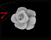 7-white rose