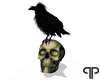 🤍P Raven Skull