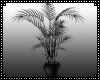 Monochrome Potted Palm