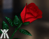 YA.Red Rose