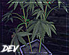 !D Weed Plant