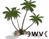 }WV{ Beach Palms