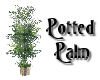 ~ Potted Palm