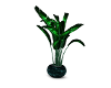 Tropical Plant