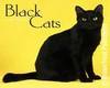 black kitty kitty
