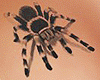 Spider Tattoo Breast