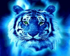 Blue Tiger 2