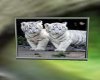 White Tiger Cubs TV