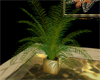Large Fern in Planter