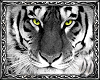 ~DD~ White Tiger Pic 10