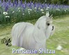 |DRB| Princesse Shitzu