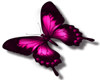 Pink Butterfly